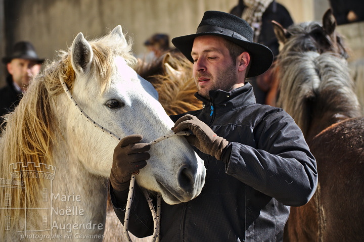 Gardian et son cheval