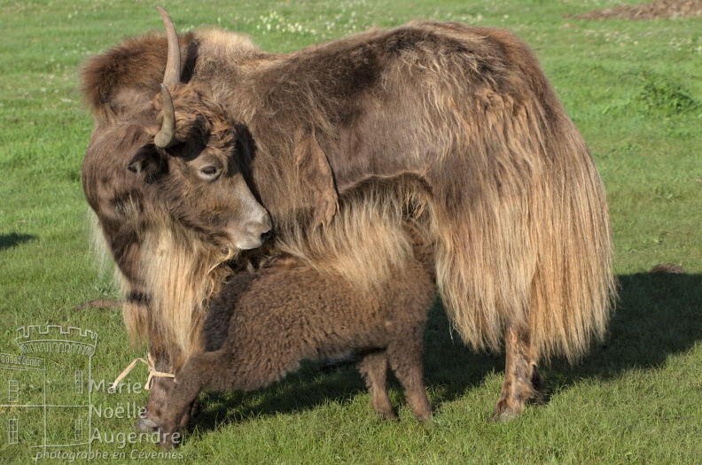 Petit yack et sa mère