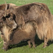 Petit yack et sa mère