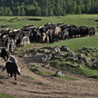 Le retour du troupeau de yacks
