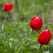 Forêt de tulipes
