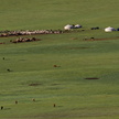 Campement d'éleveurs au coeur de la steppe