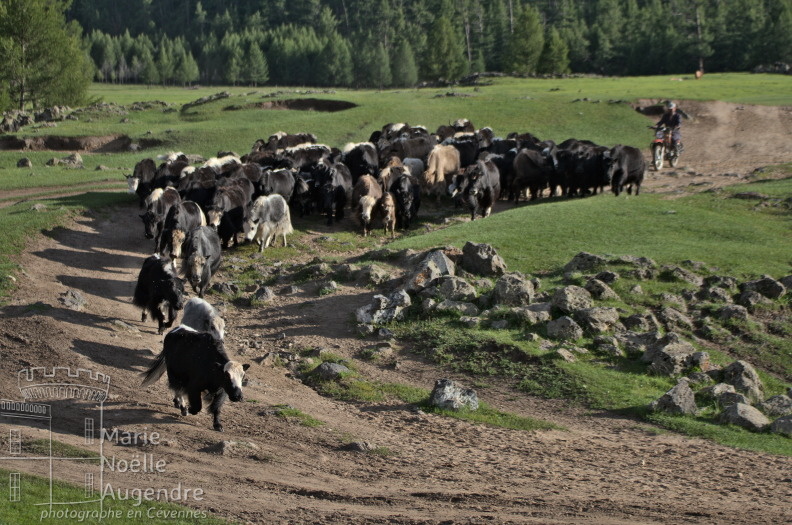 Le retour du troupeau de yacks